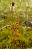 Image of Drosera microphylla Endl.