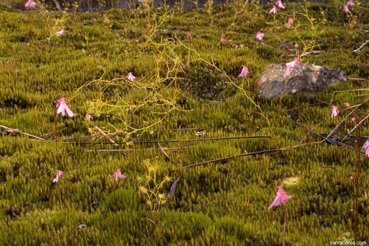 Image of Drosera modesta Diels