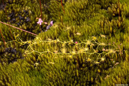 Image of Drosera modesta Diels