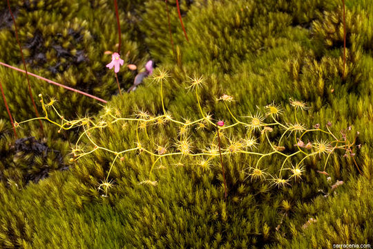 صورة Drosera modesta Diels