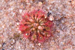 صورة Drosera nitidula Planch.