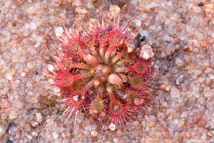 صورة Drosera nitidula Planch.