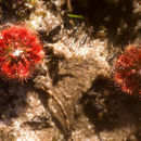 Drosera nitidula Planch.的圖片