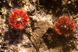 صورة Drosera nitidula Planch.