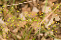 Imagem de Drosera pallida Lindl.