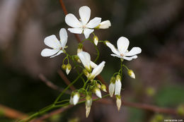 Image of Drosera pallida Lindl.