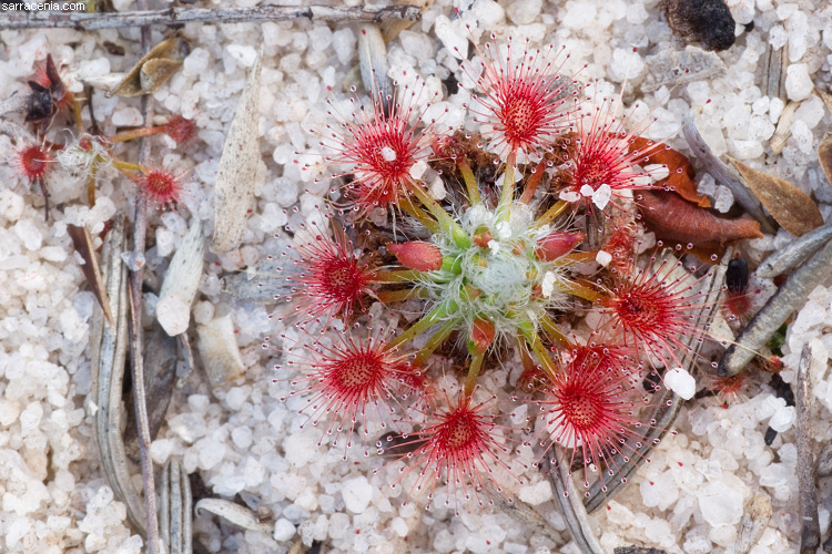 Image de Drosera parvula Planch.