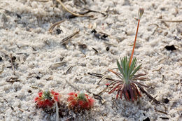 Image of Drosera parvula Planch.