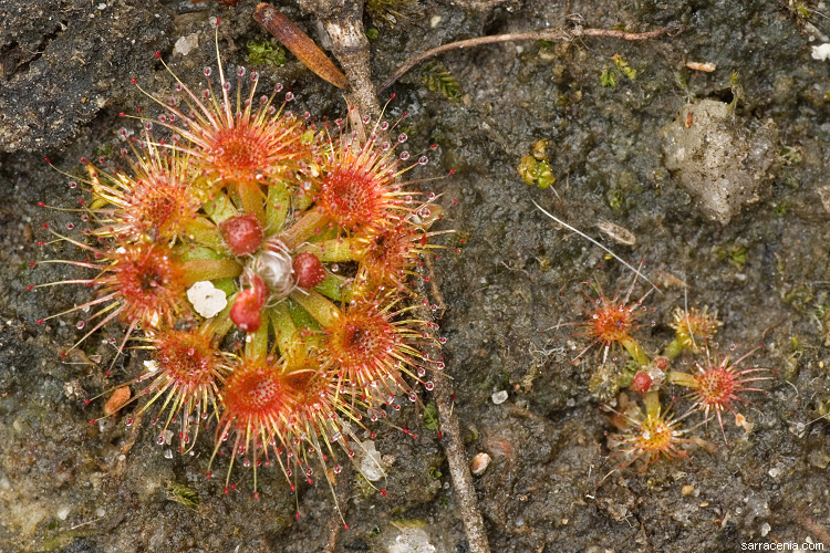 Image of Drosera platystigma Lehm.