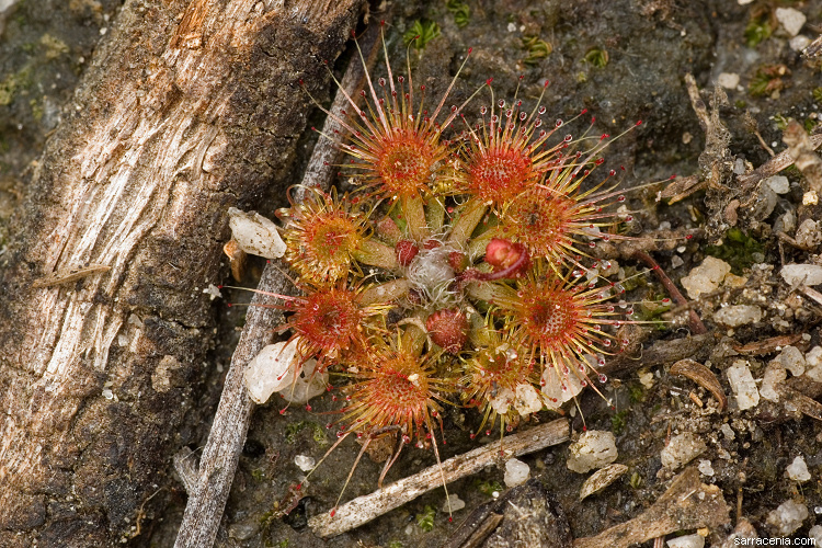 Image of Drosera platystigma Lehm.