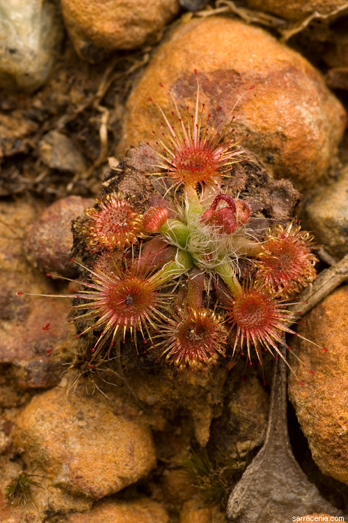 Image of Drosera platystigma Lehm.