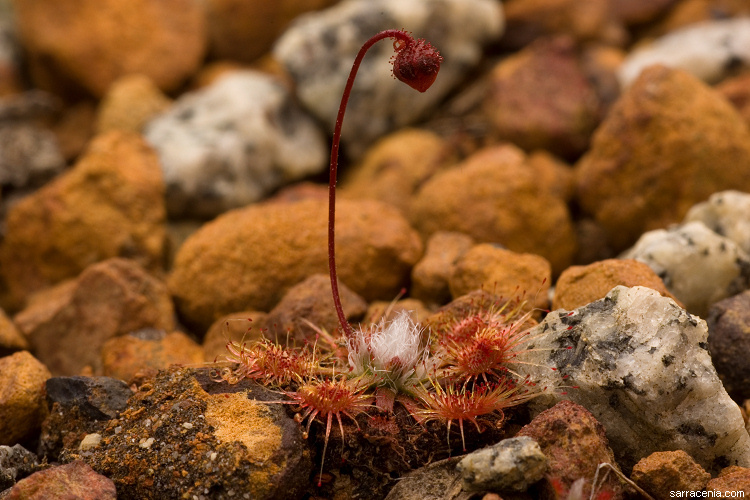 Image of Drosera platystigma Lehm.