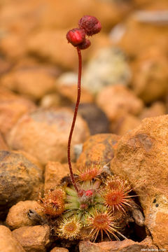 Imagem de Drosera platystigma Lehm.