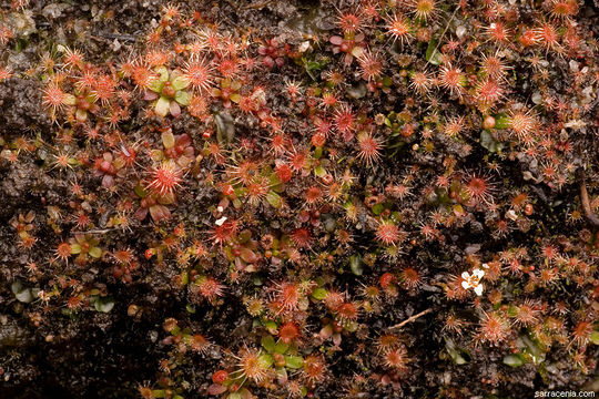 Image de Drosera pulchella Lehm.