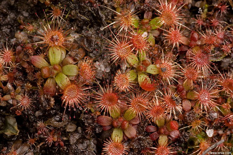 Image of Drosera pulchella Lehm.