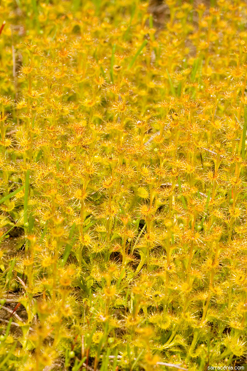 Image of Drosera ramellosa Lehm.