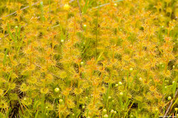 Image of Drosera ramellosa Lehm.