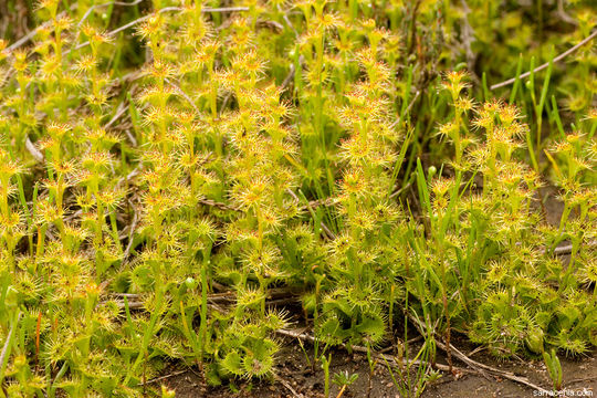 Image of Drosera ramellosa Lehm.