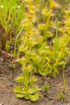 Image of Drosera ramellosa Lehm.