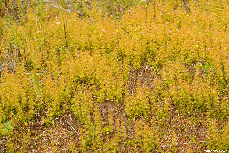 Image of Drosera ramellosa Lehm.