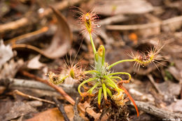 Image de Drosera scorpioides Planch.