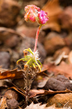 Image de Drosera scorpioides Planch.