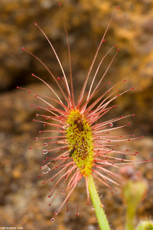 Image de Drosera scorpioides Planch.