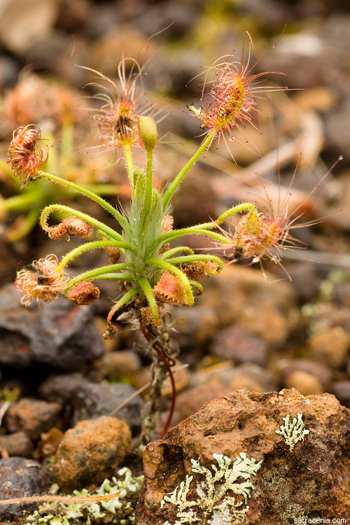 Image de Drosera scorpioides Planch.