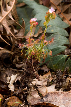 Image de Drosera scorpioides Planch.