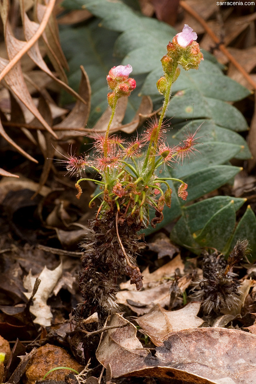 Image de Drosera scorpioides Planch.