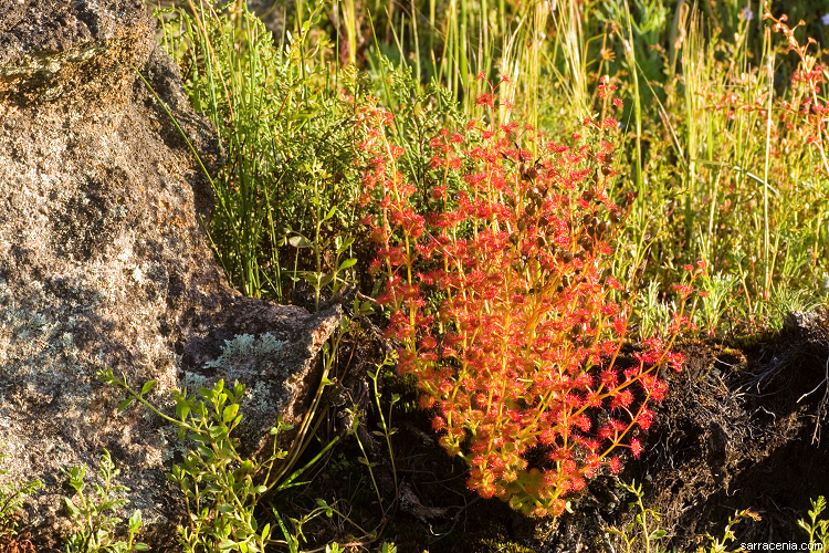 صورة Drosera stolonifera Endl.