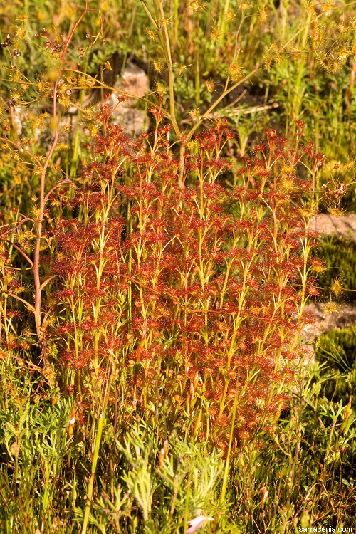 صورة Drosera stolonifera Endl.