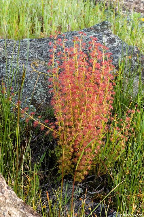 صورة Drosera stolonifera Endl.