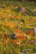 صورة Drosera stolonifera Endl.