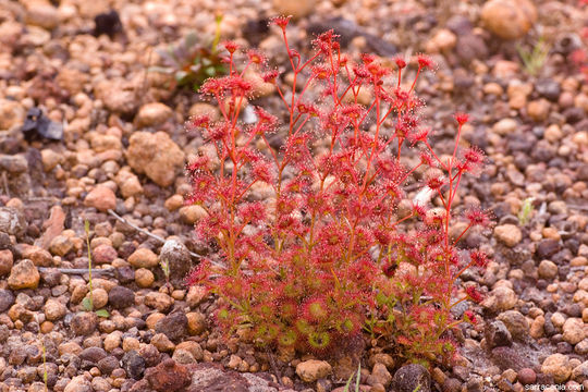 Image de Drosera stolonifera Endl.