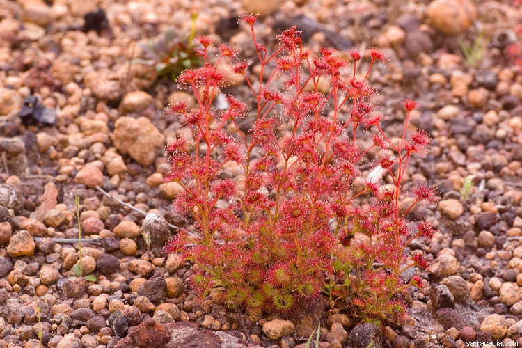 صورة Drosera stolonifera Endl.