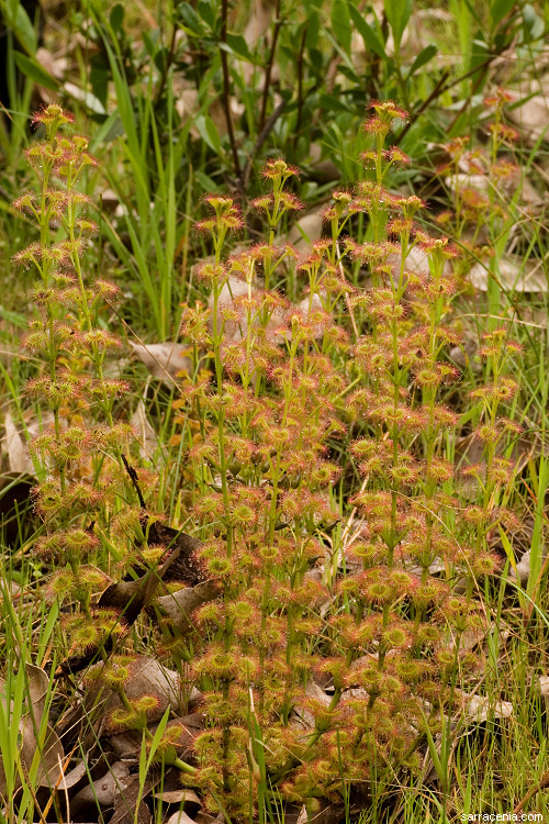 صورة Drosera stolonifera Endl.