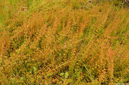 صورة Drosera stolonifera Endl.