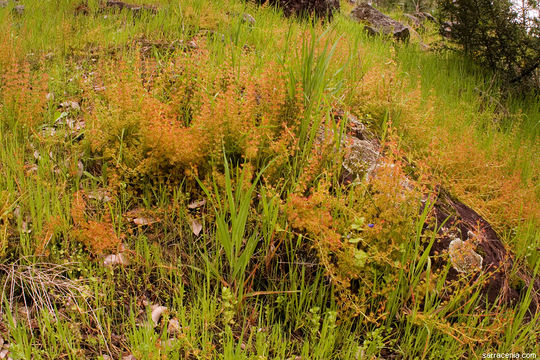 Image de Drosera stolonifera Endl.