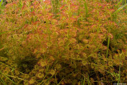 صورة Drosera stolonifera Endl.