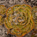 Drosera zonaria Planch. resmi