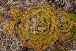 صورة Drosera zonaria Planch.