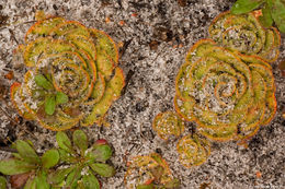 صورة Drosera zonaria Planch.