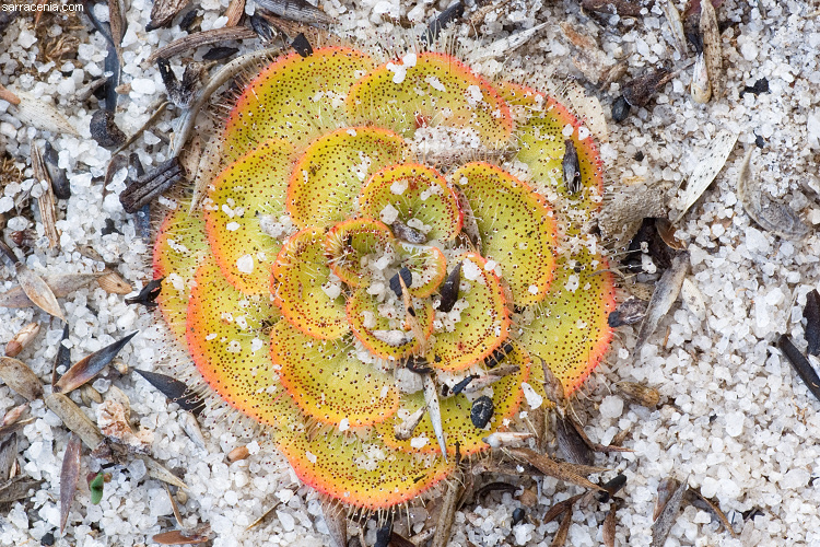 صورة Drosera zonaria Planch.