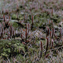 Image de Drosera arcturi Hook.