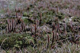 Image of Drosera arcturi Hook.