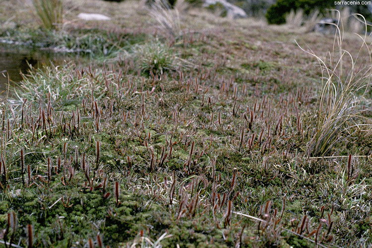 Image of Drosera arcturi Hook.