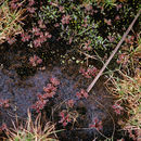 Image of New Zealand sundew