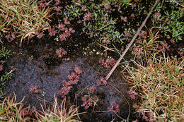 Image of New Zealand sundew