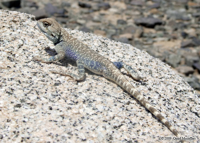 Image of Brilliant ground agama